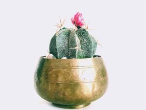 cactus6 free img