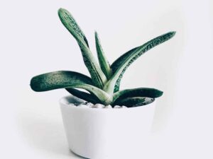 plant3 free img
