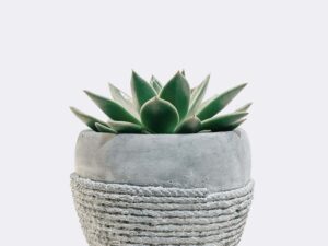 plant5 free img