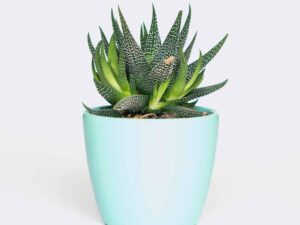 plant6 free img